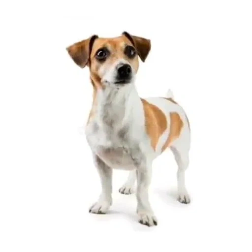 jack russell, russell terrier, jack russell dog, jack russell terrier perrito, perro jack russell terrier