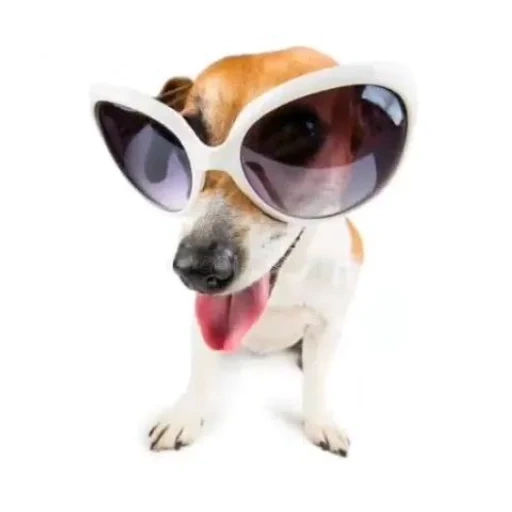 jack russell, chien avec lunettes