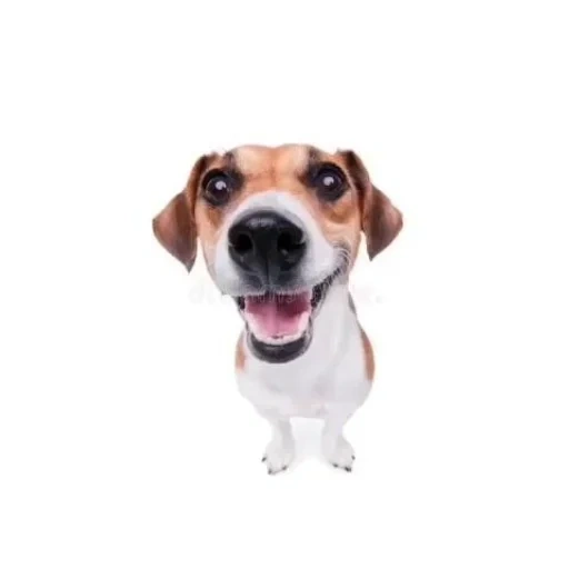 jack russell, russell terrier, dogs with a white background, jack russell puppy, jack russell terrier dog