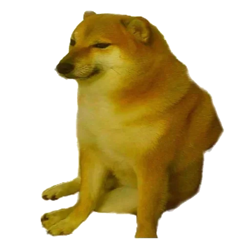 doge мем, гачи мемы, собака мем, doge собака, желтая собака мем