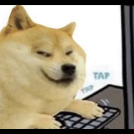 собака, твиттер, doge мемы, плачущий doge, белая собака мем
