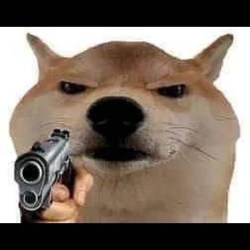 twitch.tv, мем собака, мемная собака, собака пистолетом, собака пистолетом мем
