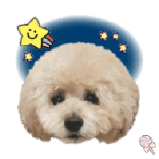 byshane frise, bichon fries carino, byshon friss rock, bichon friss dog, bichon fries standard