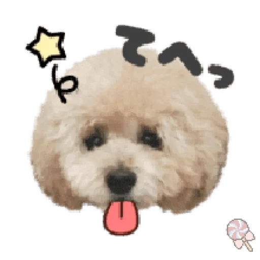 bichon, anjing, anak anjing, bisean frise, pukul bolanya