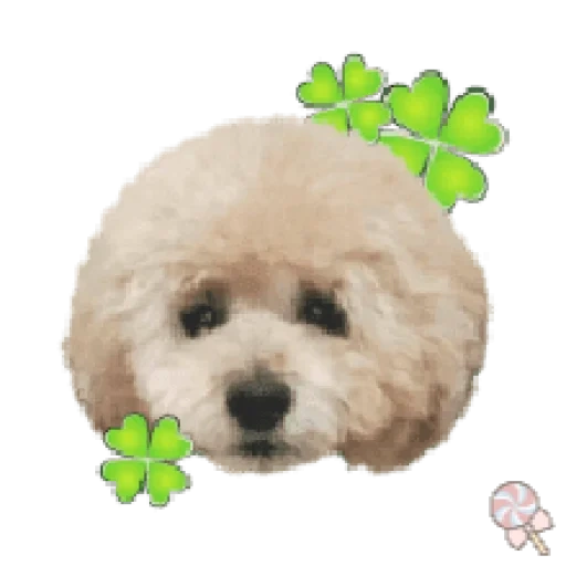 bichon, bishoni, bichon, bishorn frith rock, bichon friese