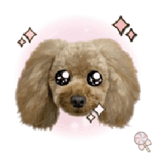 cão, poodle, poodle, poodle de brinquedo, cocker spaniel