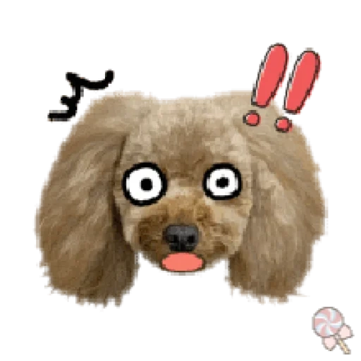 poodle, poodle de brinquedo, poodle de cachorro, poodle redondo, toy poodle dog