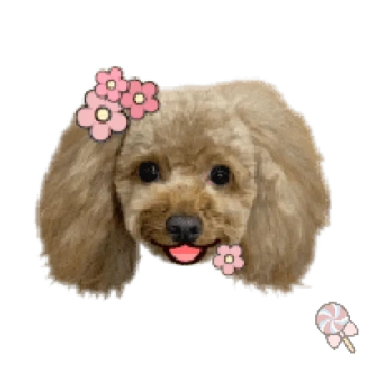 poodle, toy poodle, le caniche, poudre de jouet chien, caniche poire ciel étoilé