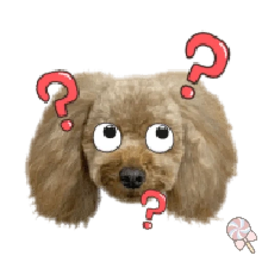 poodle, poodles, toy poodle, poodles, mainan pudel