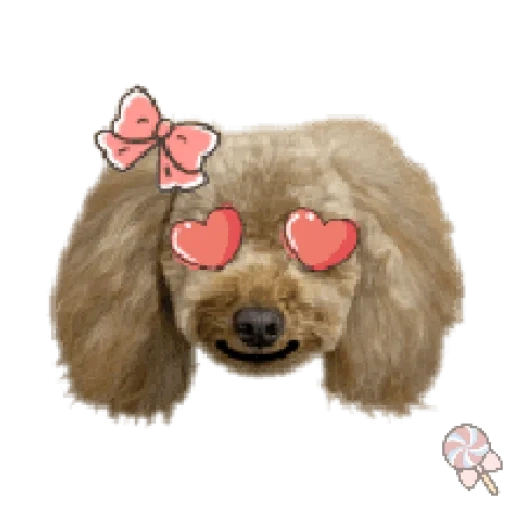 poodles, poodle, aquele poodle, poodle de cachorro, toy poodle dog