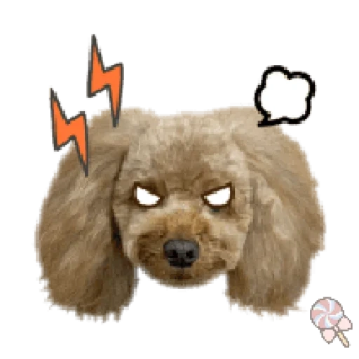 poodle, poodle, toy poodle, poodle von, poodle against