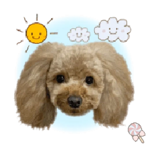 poodle, toy poodle, пудель фон, той пудель, собака пудель