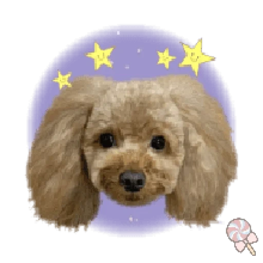 poodle, той пудель, toy poodle собака, карликовый пудель, пудель груша star