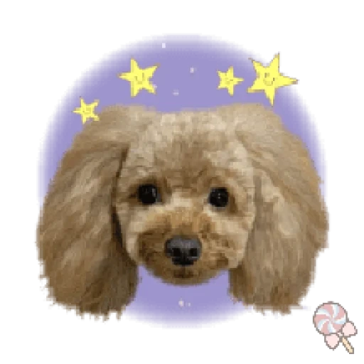 poodle, aquele poodle, toy poodle dog, poodle anão, poodle pear star