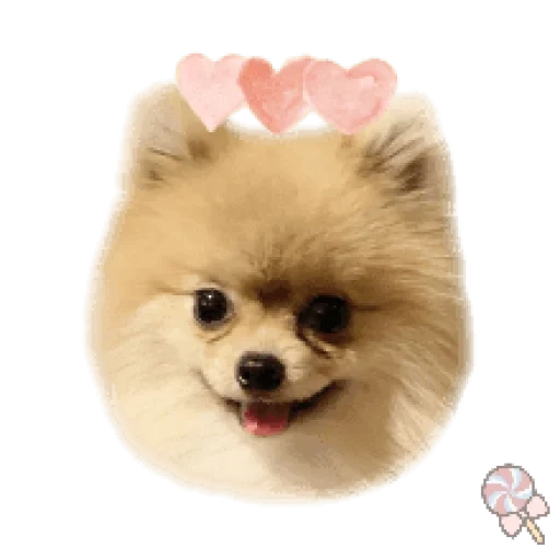 spitz, breed spitz, dog spitz, spitz pomeranian, miniature spitz