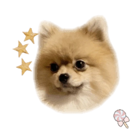 spitz, breed spitz, dog spitz, pomeranian spitz, the breed is pomeranian spitz