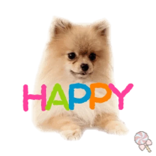 spitz, anjing spitz, anak anjing spitz, pomeranian dog, pomeranian