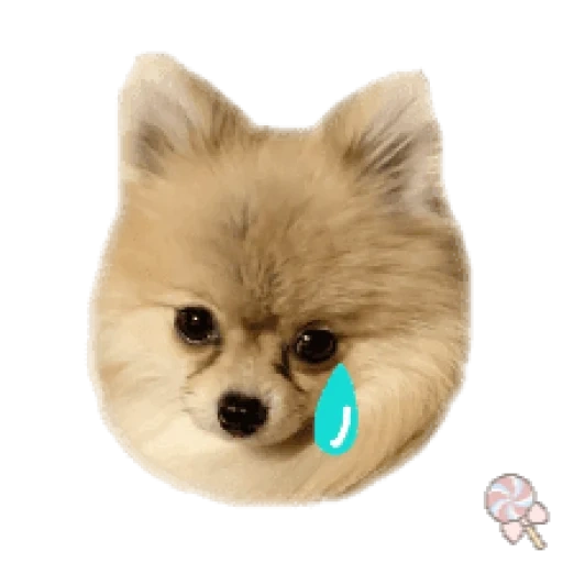 spiez, puppy spitz, cane pomerania, bomey rock, shunsuke bomi dog