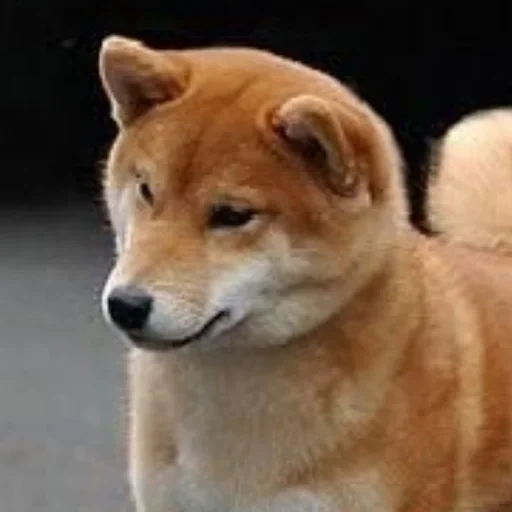 cão de madeira, cão de madeira, cão akita, chiba dog akita, pequenas variedades de akita chai dog