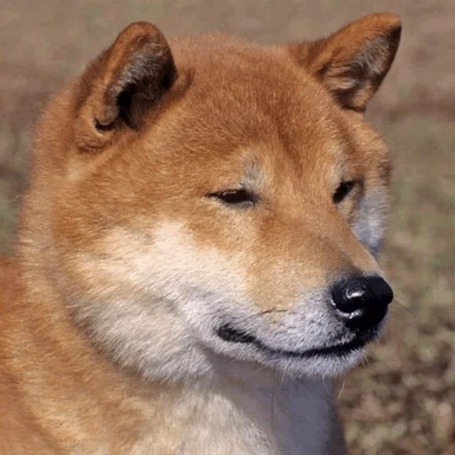 siba inu, shiba inu, akita hund, akita rasse, siba shiba inu