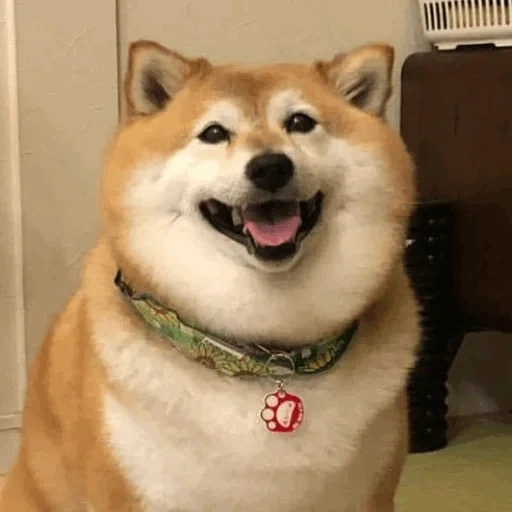 siba inu, shiba inu, shiba inu, akita hund, siba inu akita inu