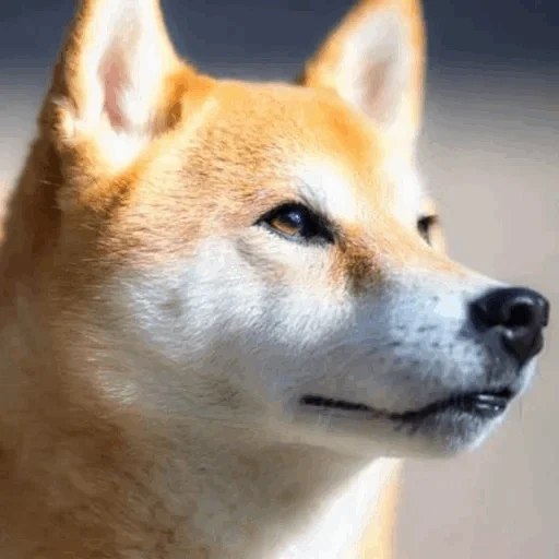 siba inu, shiba inu, shiba inu, la razza di siba è, siba è un cane