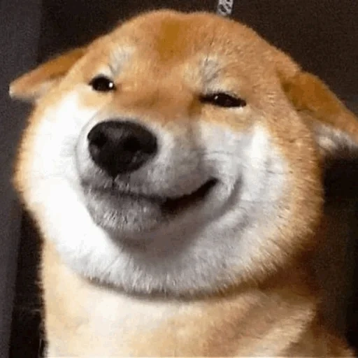 mèmes de chien, chien akita, chiba akita, chien souriant akita, chien de race siba smile