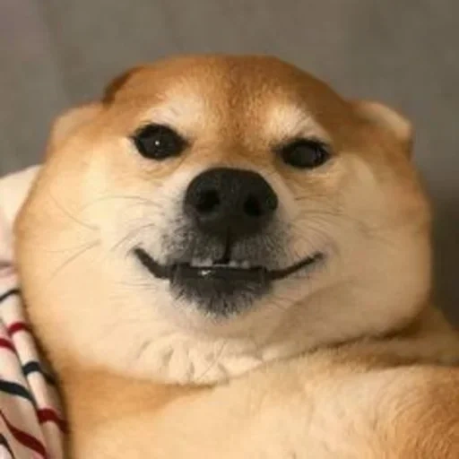 shiba inu, anjing shiba inu, siba inu doge, anjing darova, siba-inu doggi