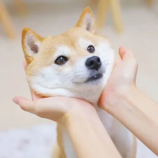 shiba, siba inu, shiba inu, shiba inu perro, perro de raza siba-inu