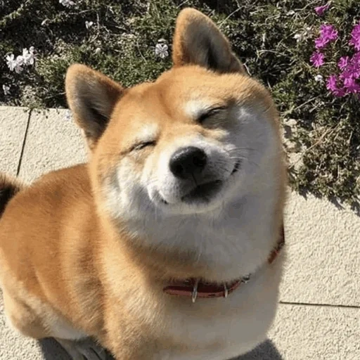 shiba inu, akita inu, shiba inu, perro akita inu, siba inu akita inu