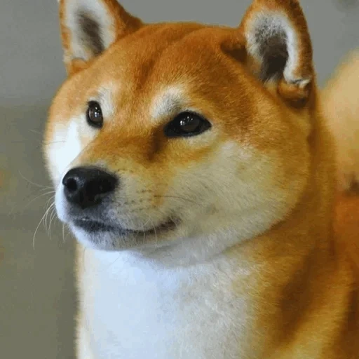 siba inu, shiba inu, siba shiba inu, la raza de siba es, akita inu siba inu