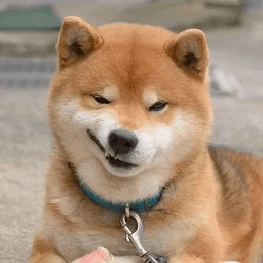 chaidou, chaidou, shiba inu, chiba akita, chiba akita