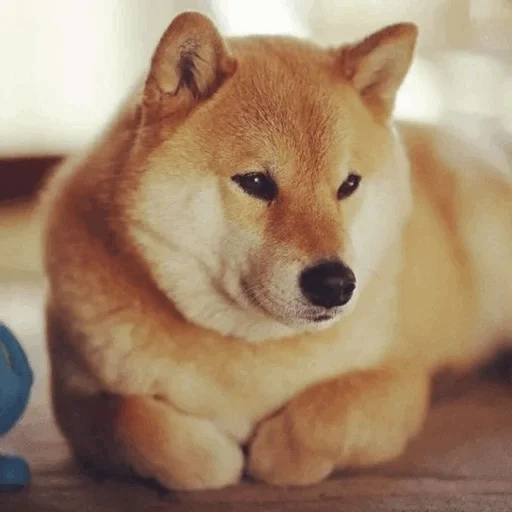 cão de madeira, cão de madeira, akita chiba, cão de madeira, chiba dog akita