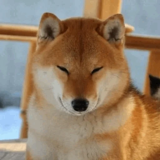 cão de madeira, cão de madeira, akita chiba, chiba dog akita, oito cães de lenha