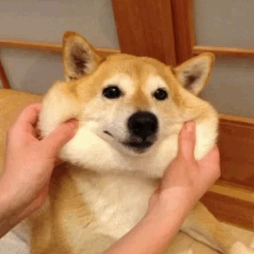 shiba, shiba inu, akita ha una guancia, il cane di siba inu, il cane di siba è