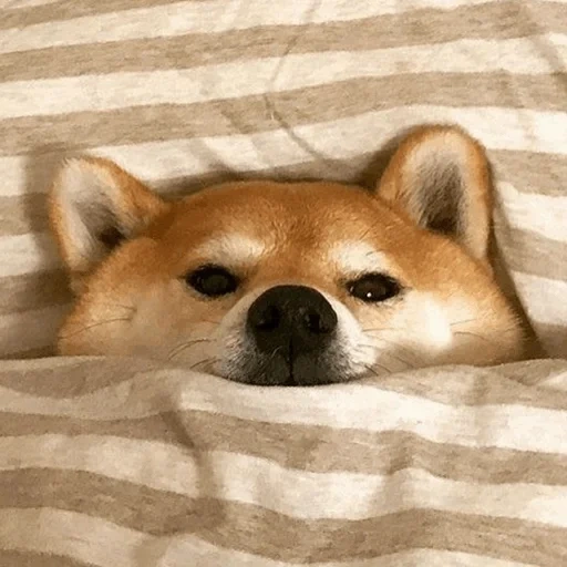 siba inu, shiba inu, shiba inu, il cucciolo di siba, siba è un cane