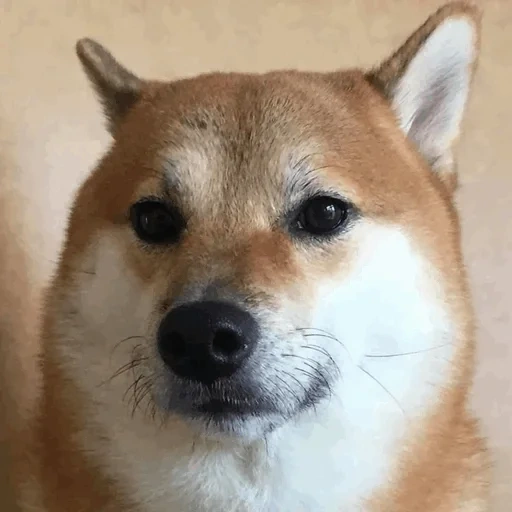 shiba inu, anjing akita, shiba siba inu, jenis siba adalah, anjing breed siba