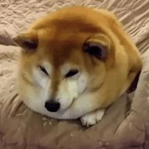 chaidou, chaidou, shiba inu, chiba akita, chiba akita