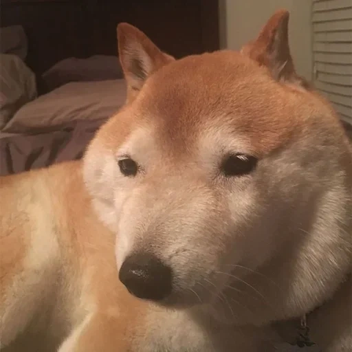 siba inu, shiba inu, shiba inu, minum bepis, shiba adalah seekor anjing