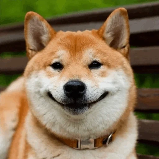 cão de madeira, cão de madeira, shiba inu, cão siba, cão akita sorri