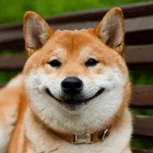 siba inu, shiba inu, shiba inu, die rasse von siba ist, akita und ein hund lächeln