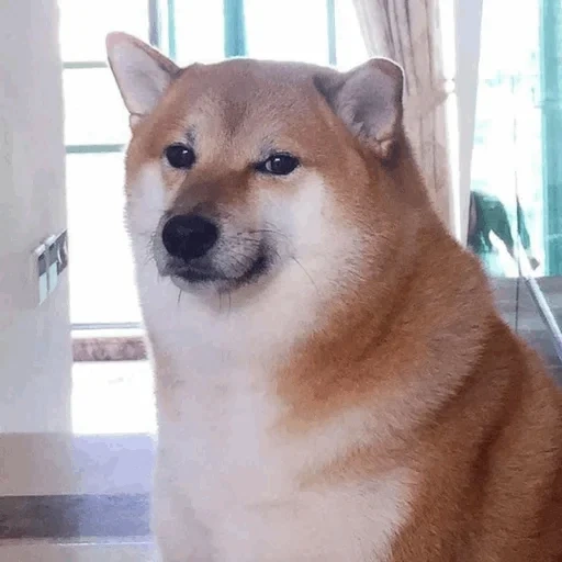 doge, siba inu, shiba inu, cheems doge, doge ngeri