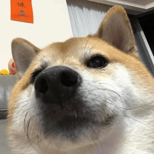 doge, twitter, chaidou, animaux, shiba inu