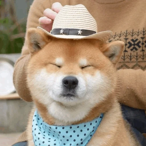 siba inu, shiba inu, shiba inu, siba inu doga, divertente siba inu