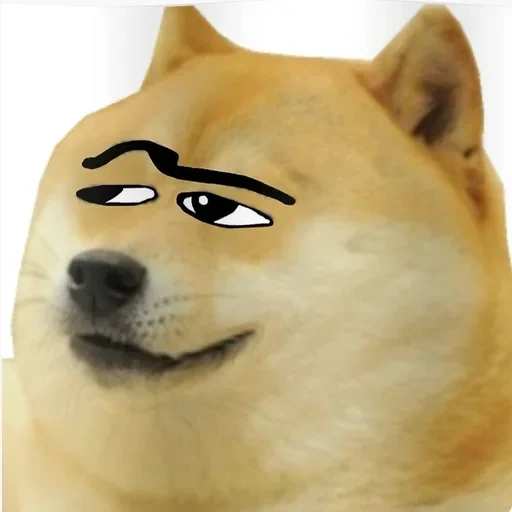 emirhan, elon musk, benker, zezkt show, doge dog