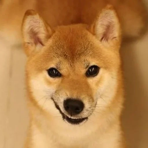 siba inu, shiba inu, shiba adalah seekor anjing, siba adalah trah, breed dog shiba inu