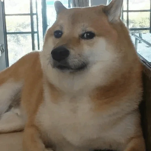 собака, чимс собака, сиба ину мем, сиба ину doge, shiba inu meme