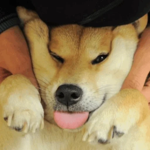 shiba inu, shiba inu, akita ha una guancia, la razza di shiba, siba inu akita inu