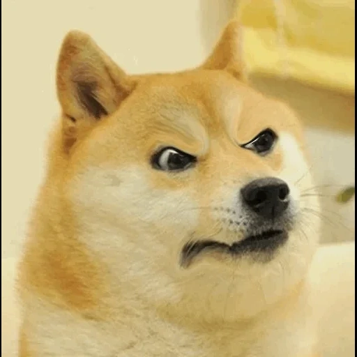 shiba inu, memm dog, doge dog, meme siba inu, akita inu doge