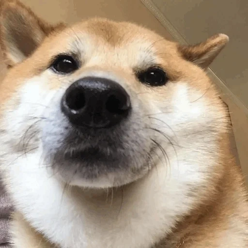 shiba, shiba inu, shiba inu, el malvado shiba es, shiba inu meme